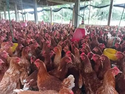 Jual Pullet Ayam Petelur Merah Pengertian, Pemeliharaan Dan Manfaat