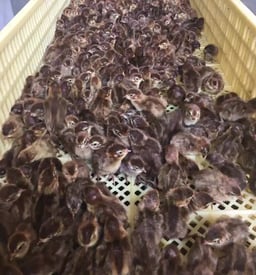 Jual DOQ Buruh Puyuh: Karakteristik, Pemeliharaan, Lingkungan Hidup, Budidaya dan Manfaat