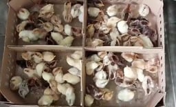 Jual DOC Ayam KUB 2 Janaka dan Narayana: Solusi Unggul dalam Pemeliharaan Ayam Modern