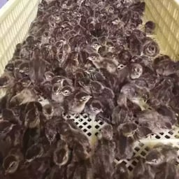 Kenapa DOQ Puyuh Jadi Pilihan Peternak Pemula dan Profesional?