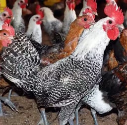 Jual Ayam Elba Dewasa Yang Terkenal Dengan Kecantikan dan Petelur Handal