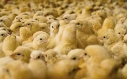 Jual DOC Ayam Boiler Pedaging Pemeliharaan dan Manfaatnya