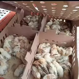 Jual DOC Ayam Elba Yang Terbaik Dan Terpecaya di Kalimantan Timur - 0812-2851-5471