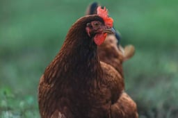 Peluang Usaha Ayam Petelur Merah Mulai dari Modal, Analisa Usaha, dan ROI