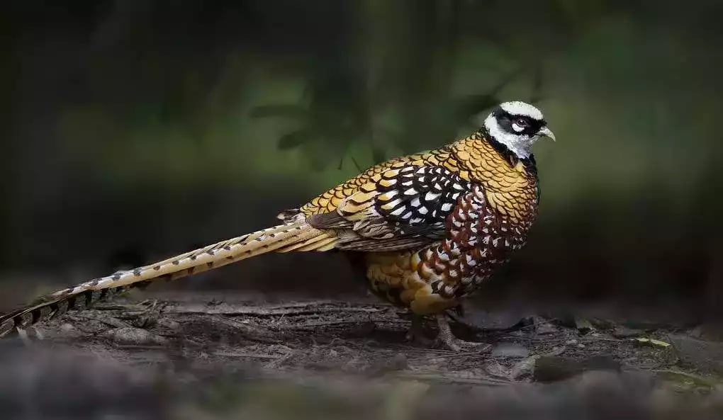 Ayam Reeves Pheasant