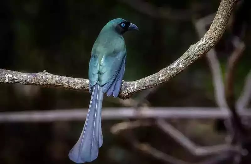 Burung Murai Batu Irian