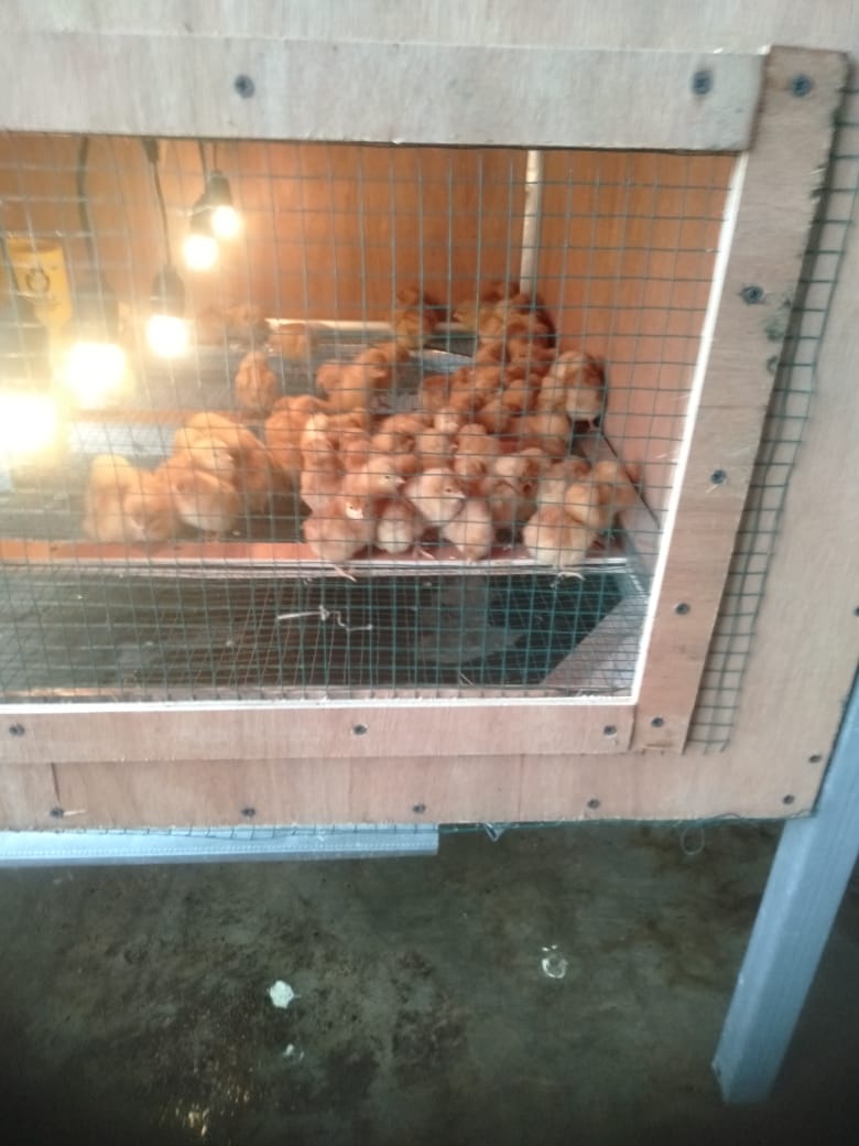 Testimoni Pelanggan Ternakhias
