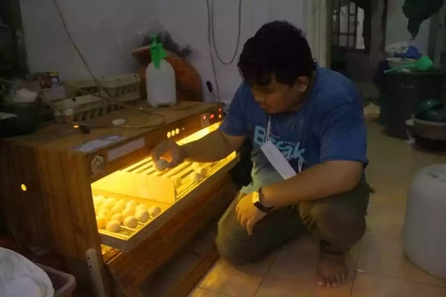 Mesin Tetas Telur Unggas