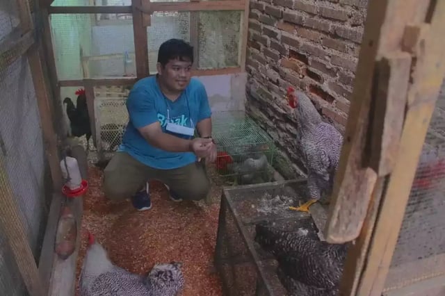 Kandang Ayam Hias