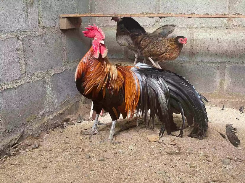 5 Faktor Ayam Onagadori Ekornya Bisa Tumbuh Sampai 12 Meter