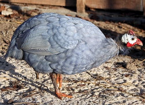 blue-guinea-fowl-chicken