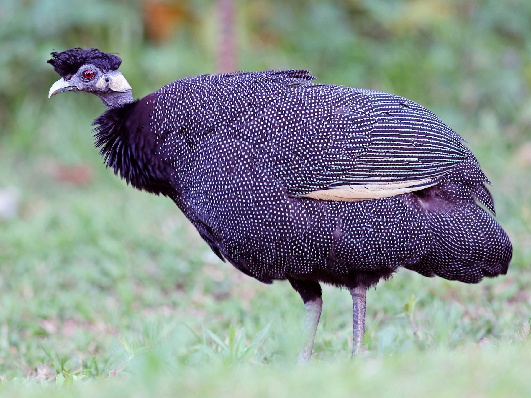 crested-guinea-fowl-chicken