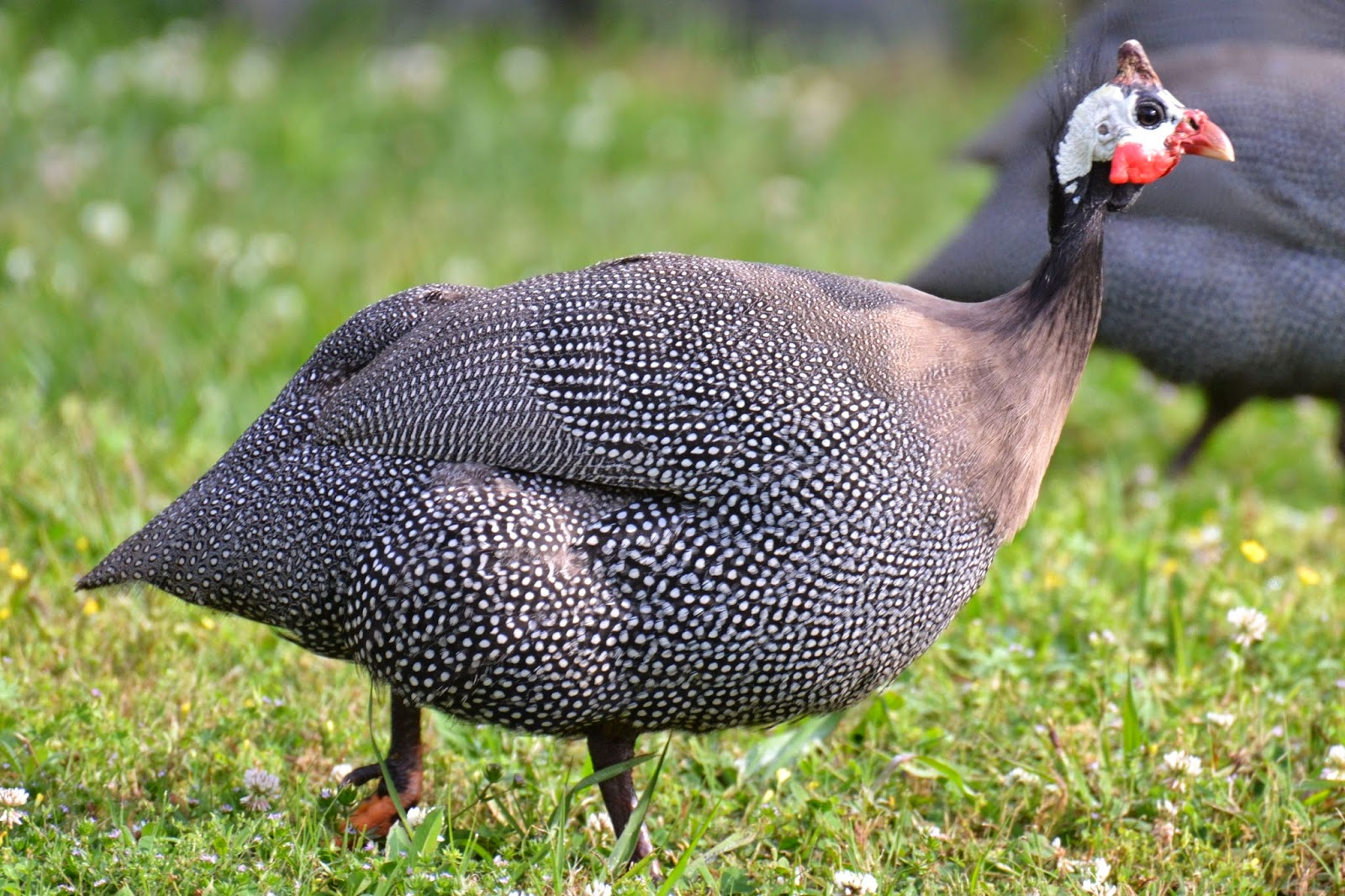 grey-guinea-fowl-chicken