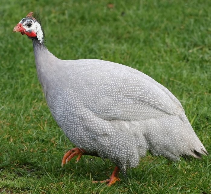 lavender-guinea-fowl-chicken