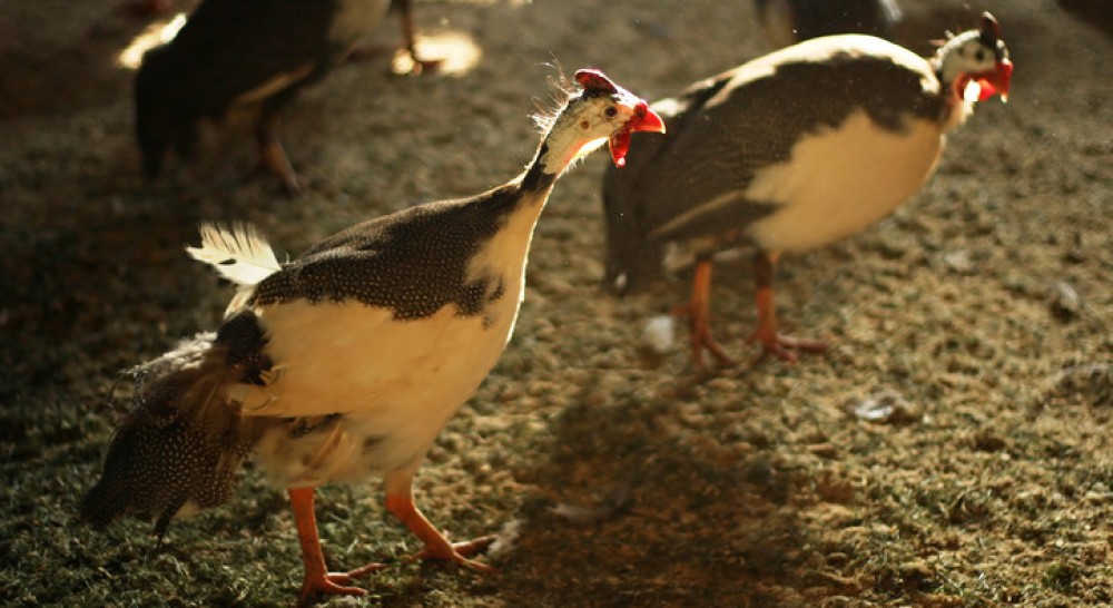 pied-guinea-fowl-chicken