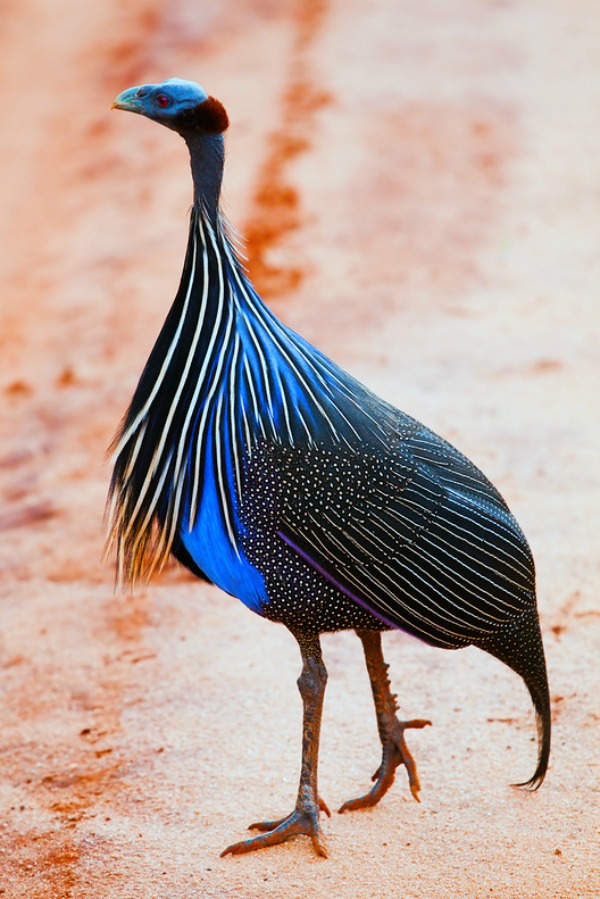 royal-purple-guinea-fowl-chicken-2