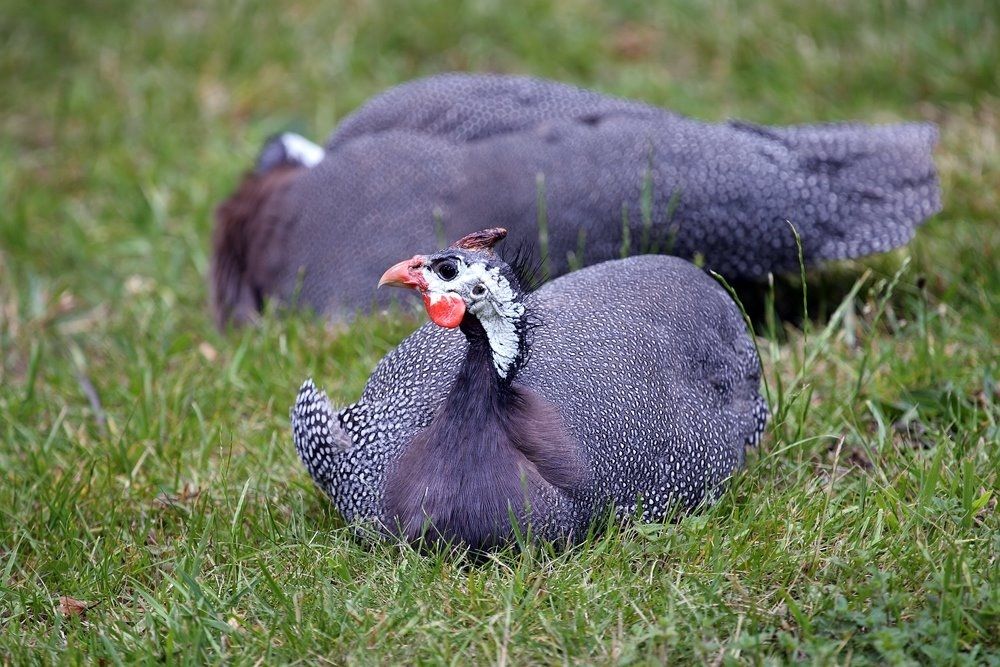 royal-purple-guinea-fowl-chicken