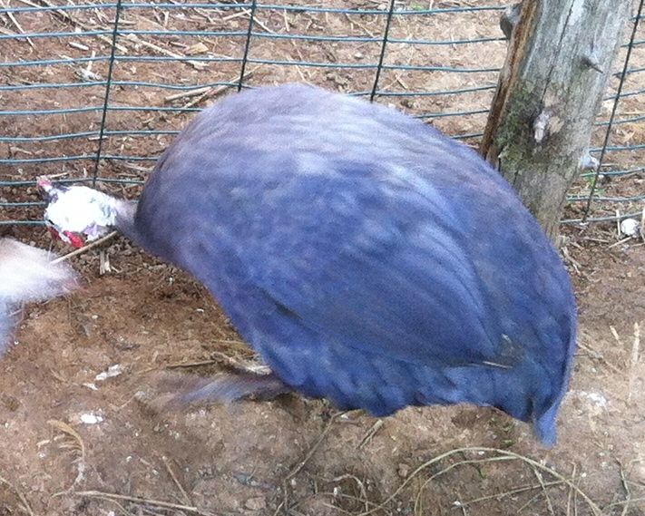 Jenis-jenis ayam guinea fowl (mutiara) .