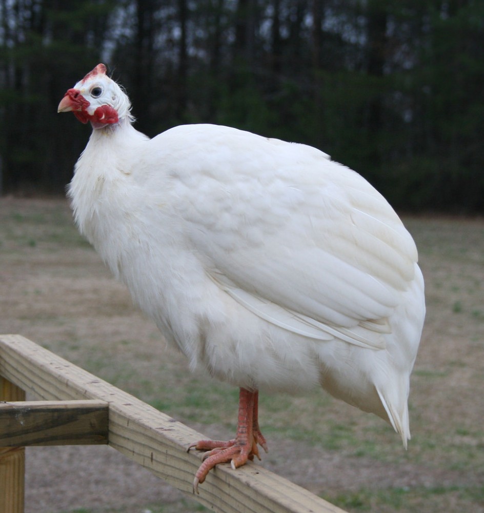 white-guinea-fowl-chicken.